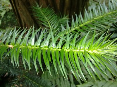 Cunninghamia lanceolata, photographed by Rafael Medina