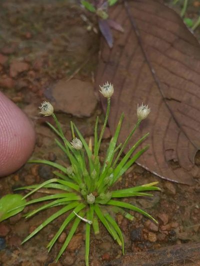 Eriocaulon minutum, photographed by S.MORE