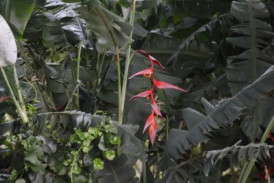 Heliconia collinsiana, photographed by Jake Rehage