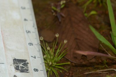 Eriocaulon minutum, photographed by S.MORE