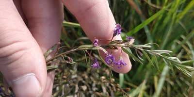 Lythrum virgatum, photographed by Yurii Basov