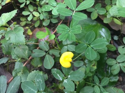 Arachis duranensis, photographed by Jason Grant