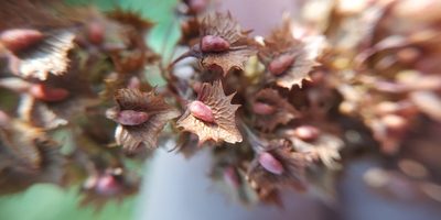 Rumex stenophyllus, photographed by Yurii Basov