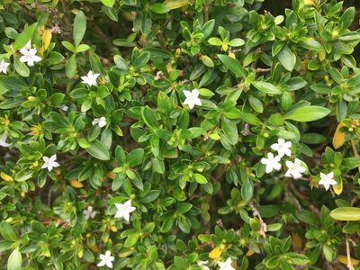 Serissa japonica, photographed by Jason Grant