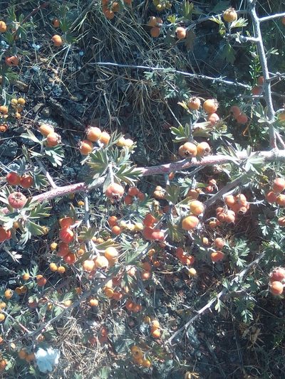 Crataegus orientalis, photographed by Михаил Орлов
