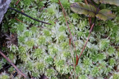 Sphagnum cristatum, photographed by zultin