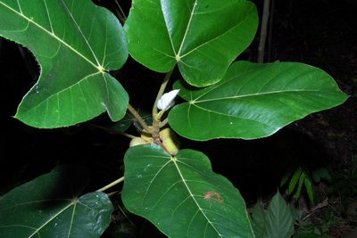 Ficus padana, photographed by Abu Hamas