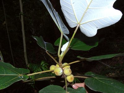 Ficus padana, photographed by Abu Hamas