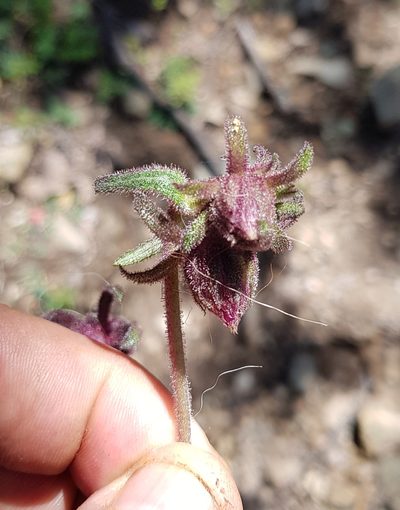 Axiniphyllum scabrum, photographed by Eugenio Padilla