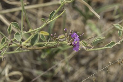 Acleisanthes chenopodioides, photographed by Craig Martin