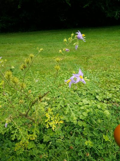 Solanum citrullifolium, photographed by Quentin Groom