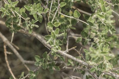Aloysia wrightii, photographed by Craig Martin