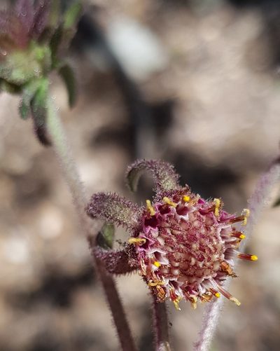 Axiniphyllum scabrum, photographed by Eugenio Padilla
