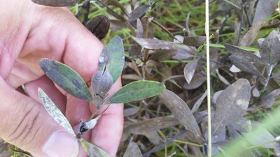Baptisia lanceolata, photographed by cwarneke