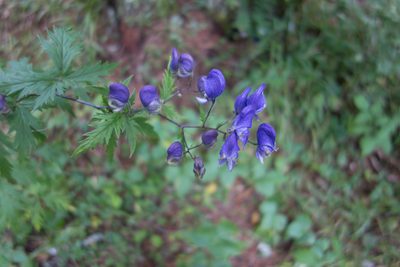 Aconitum degenii, photographed by Felicia Seichter