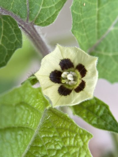 Physalis grisea, photographed by Michael K. Oliver, Ph.D.