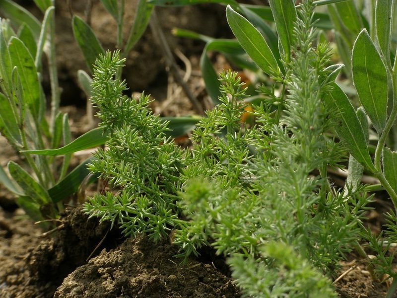 Palimbia rediviva, photographed by Roman
