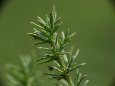Palimbia rediviva, photographed by Roman