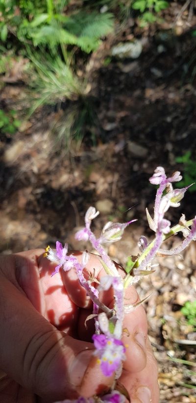 Thyrsanthemum floribundum, photographed by Eugenio Padilla