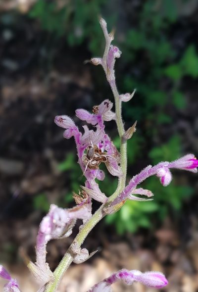 Thyrsanthemum floribundum, photographed by Eugenio Padilla