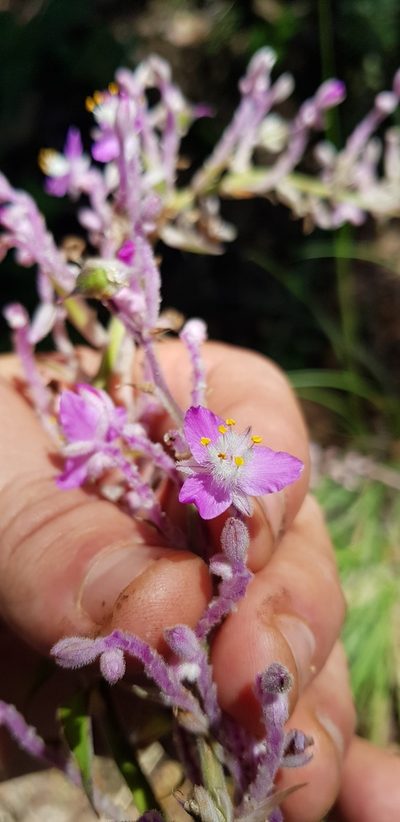 Thyrsanthemum floribundum, photographed by Eugenio Padilla
