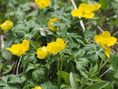 Trollius shinanensis, photographed by Yoshimasa Uchiyama