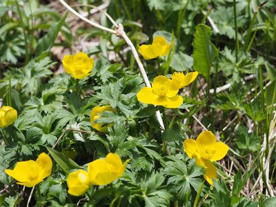 Trollius shinanensis, photographed by Yoshimasa Uchiyama