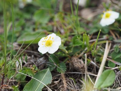 Fragaria nipponica, photographed by Yoshimasa Uchiyama