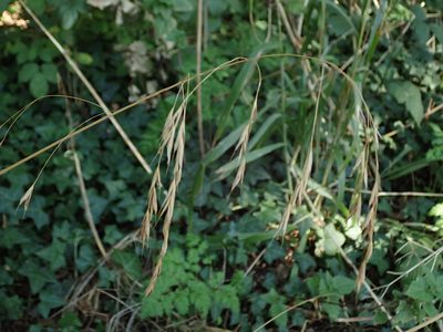 Bromus ramosus, photographed by Daniel Cahen