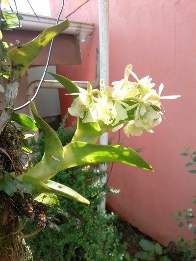 Epidendrum barbeyanum, photographed by Arthur de Jesús Chavarría Pérez