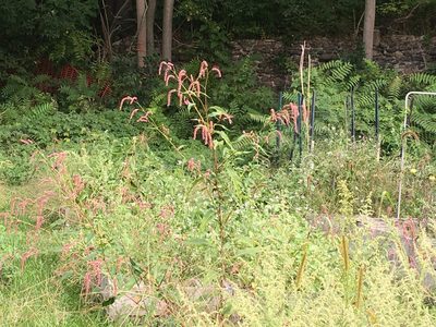 Persicaria extremiorientalis, photographed by Daniel Atha