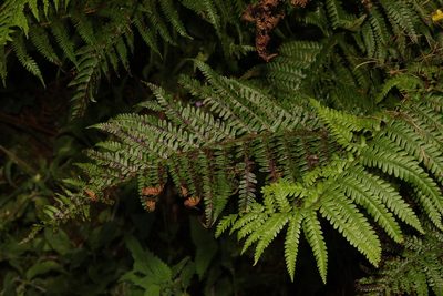 Dryopteris affinis, photographed by Stephen James McWilliam