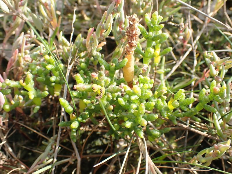 Salicornia pusilla, photographed by Robert H. Wardell