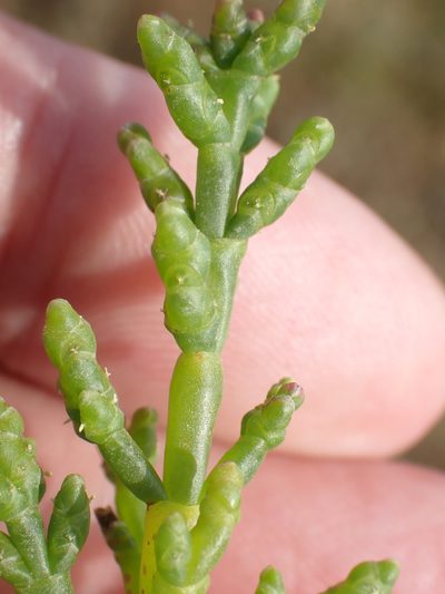 Salicornia pusilla, photographed by Robert H. Wardell