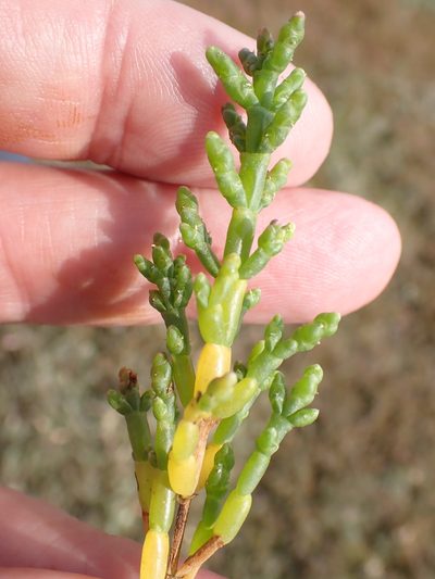 Salicornia pusilla, photographed by Robert H. Wardell