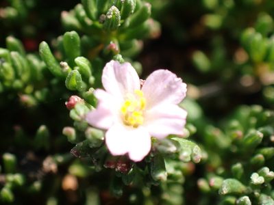 Frankenia laevis, photographed by Robert H. Wardell