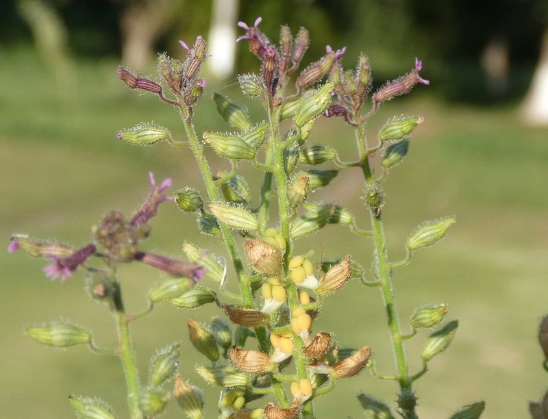 Cuphea circaeoides, photographed by Helio Lourencini