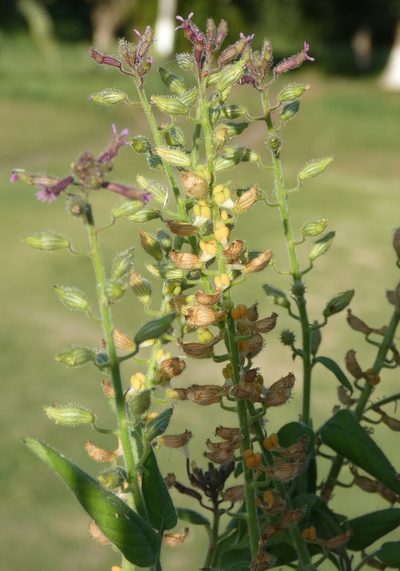 Cuphea circaeoides, photographed by Helio Lourencini