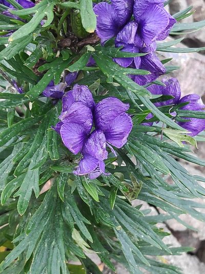 Aconitum tauricum, photographed by Francesco Cecere