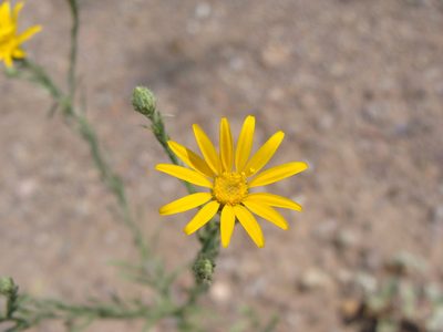 Xanthisma gracile, photographed by Alexis López Hernández