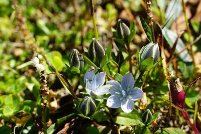 Lomatogonium carinthiacum, photographed by xulescu_g