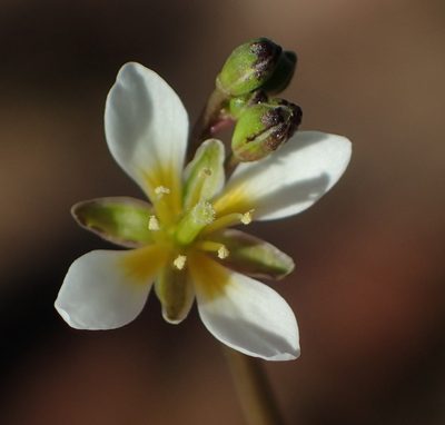Heliophila pendula, photographed by Nicola van Berkel