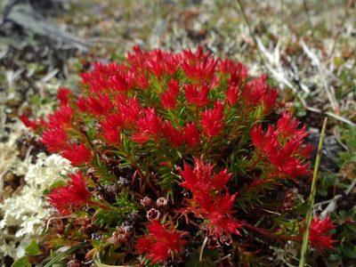 Rhodiola quadrifida, photographed by Aleksei Baushev