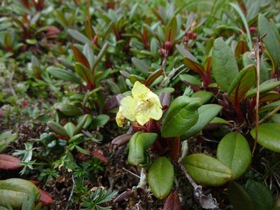 Rhododendron aureum, photographed by Aleksei Baushev