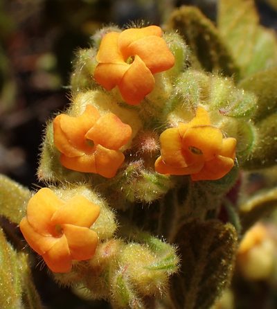 Hermannia salviifolia, photographed by Nicola van Berkel