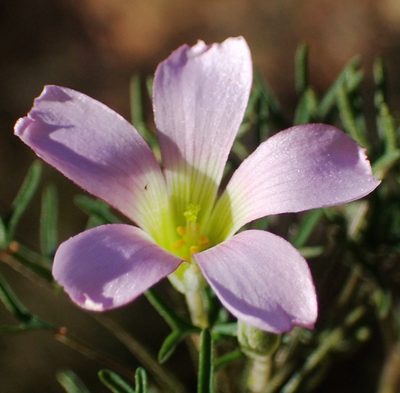 Oxalis bifurca, photographed by Nicola van Berkel