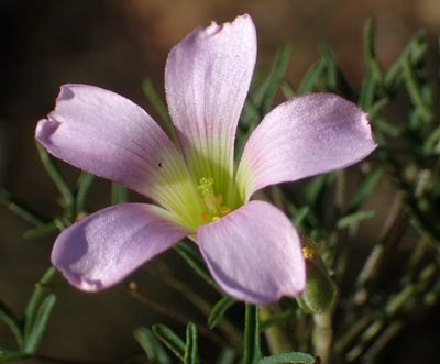 Oxalis bifurca, photographed by Nicola van Berkel