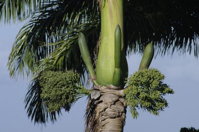 Roystonea oleracea, photographed by Eric Knight
