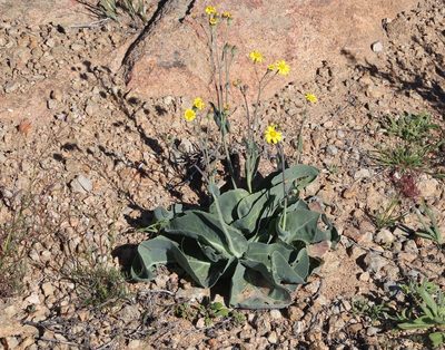 Othonna macrophylla, photographed by Tony Rebelo