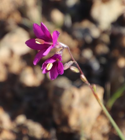 Ixia ramulosa, photographed by Tony Rebelo